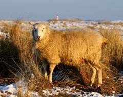 Ein fotogenes Schaf auf dem Listland/Sylt