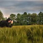 Ein Fotograf im Kornfeld