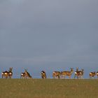 Ein Fotograf unter tierischer Beobachtung.