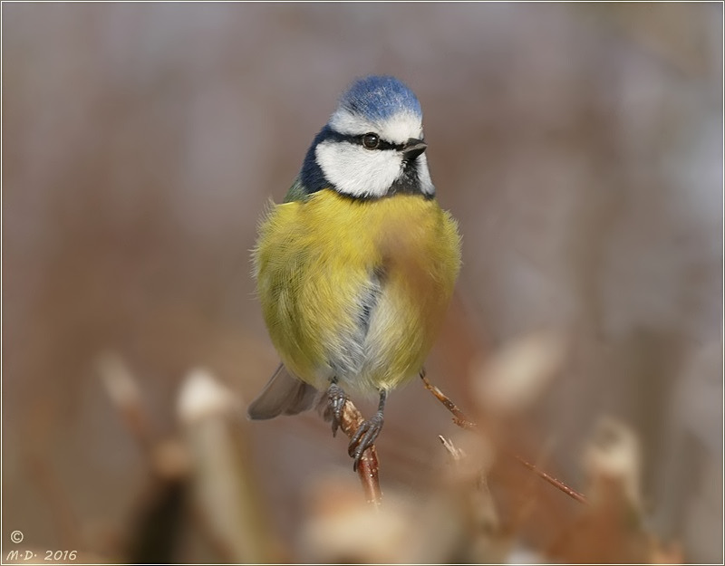 Ein Fotoshooting mittig auf der Hecke....