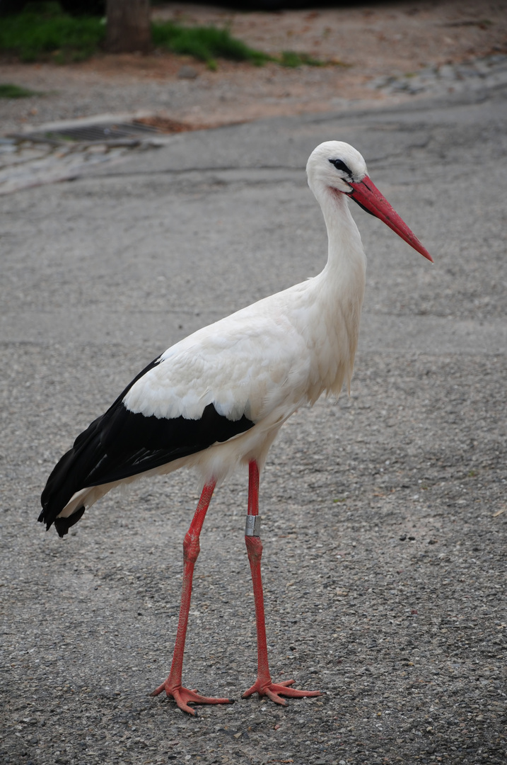 Ein französischer Storch...