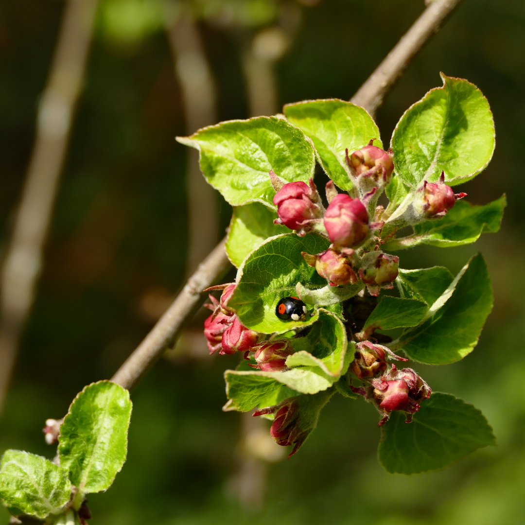 Ein Frauenkäferl in einer Apfelblüte