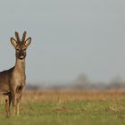 Ein Frech(dachs)böckchen