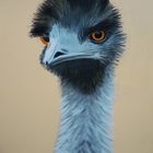 Ein frecher Emu im Porträt