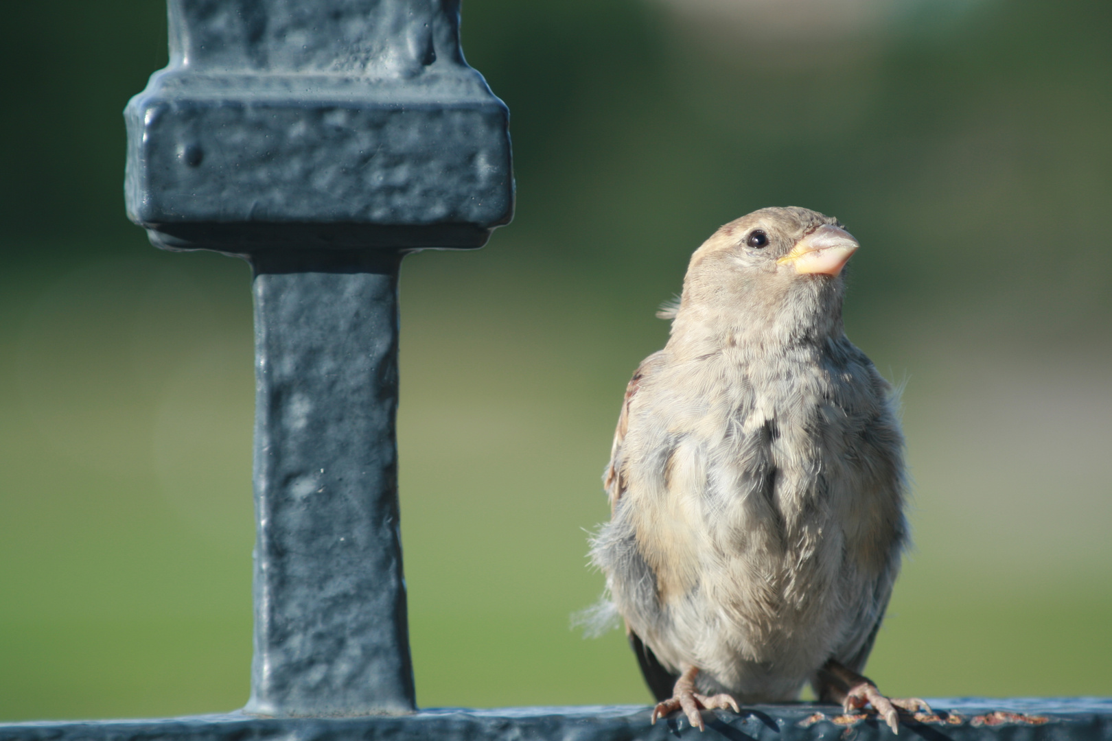 Ein frecher Spatz aus Dresden