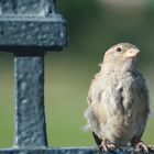 Ein frecher Spatz aus Dresden