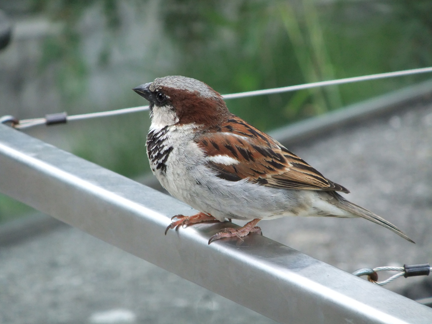 Ein frecher Spatz im Zoo