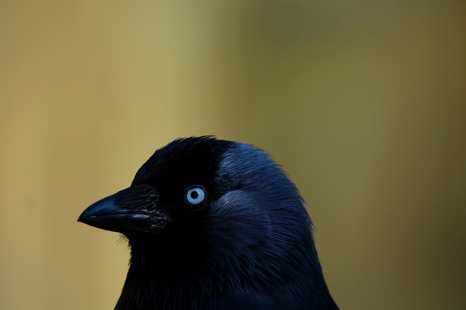 Ein frecher Vogel.