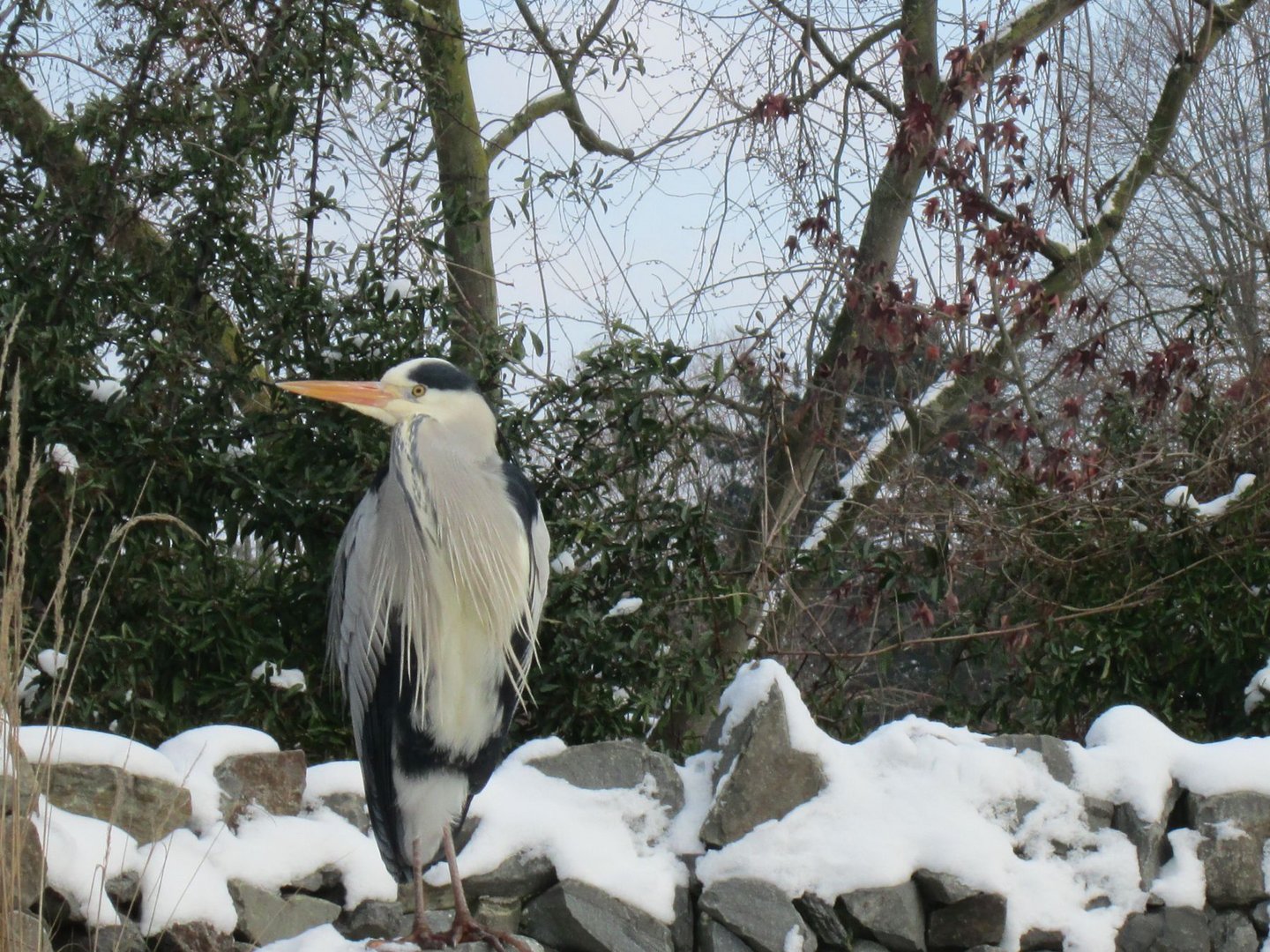 Ein freier Bewohner im Zoo