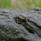 Ein freies Krokodil an einem See in Ghana
