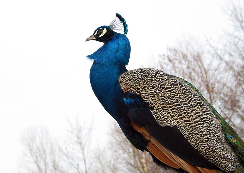 ein freigestellter Pfau