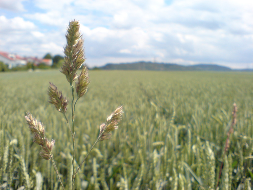 ein Fremder im Weizenfeld