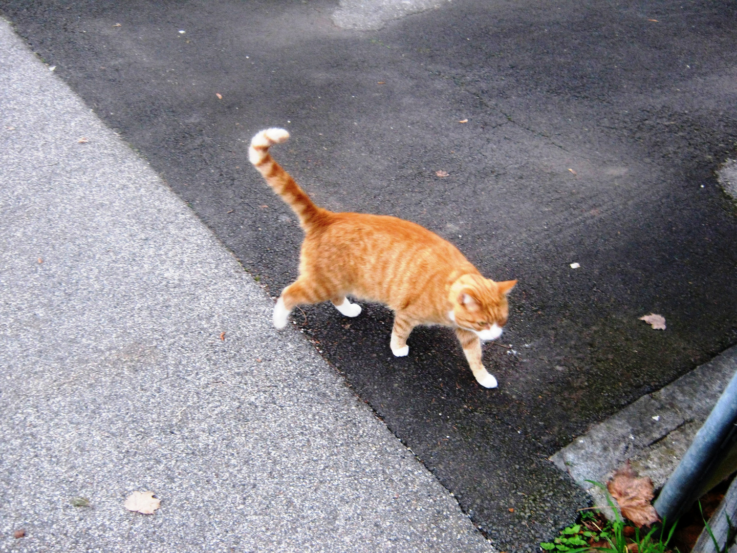 Ein fremder Kater ..