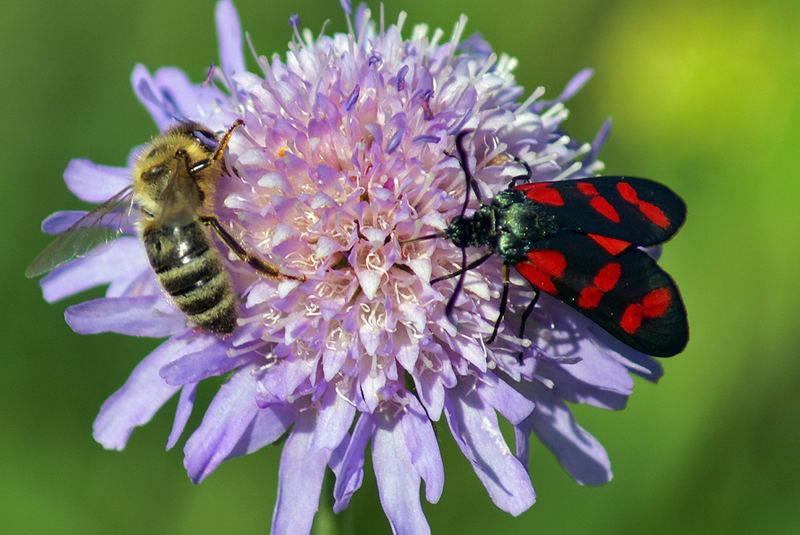 Ein Fremder nascht auf meiner Blume!!