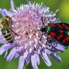 Ein Fremder nascht auf meiner Blume!!