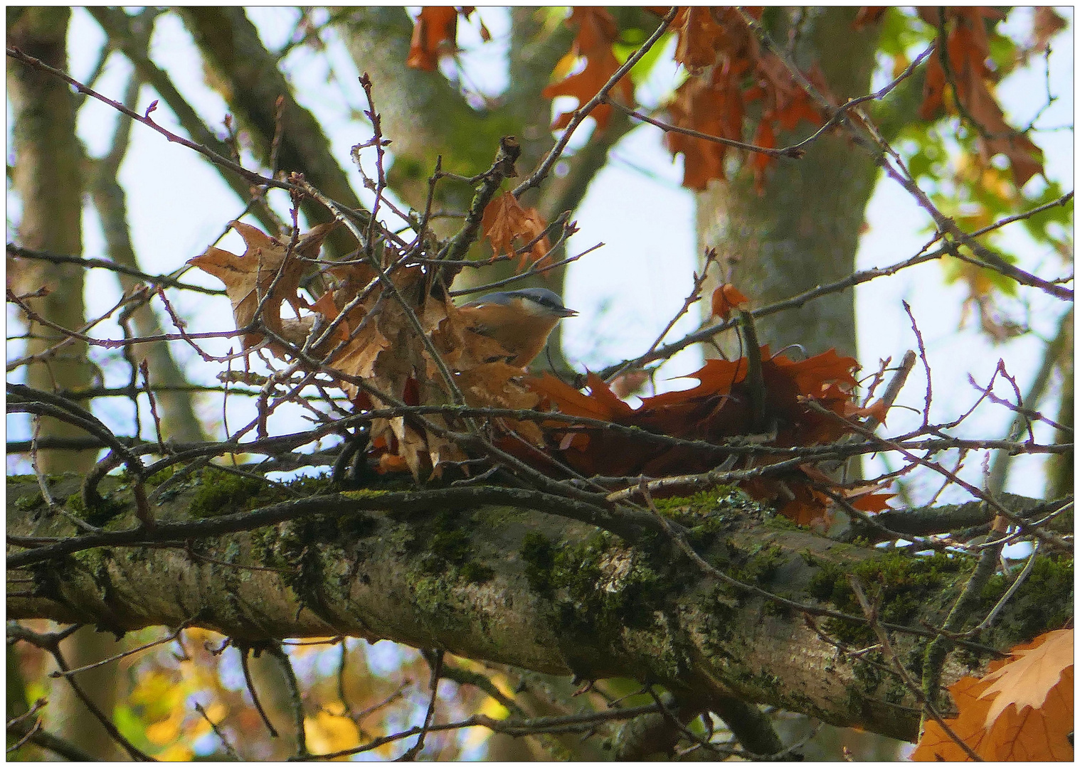 Ein fremdes Nest