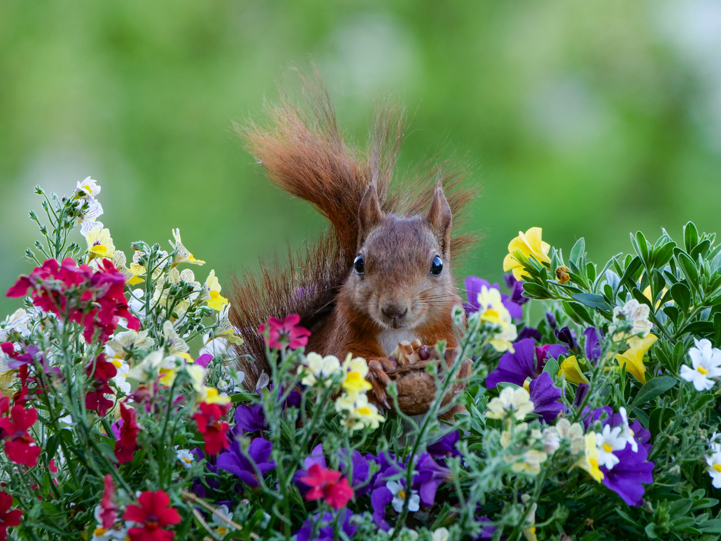 Ein fressendes Eichhörnchen im Blumenbeet