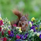 Ein fressendes Eichhörnchen im Blumenbeet