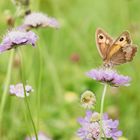 Ein Freudenfest für den Schmetterling