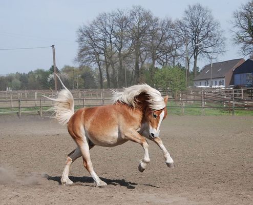 Ein Freudenhopser...