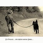 °° Ein Freund .... °°