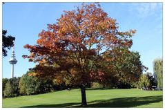 EIN FREUND - DER BAUM