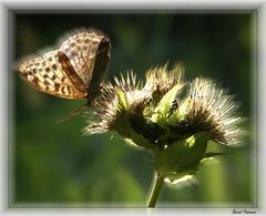 Ein freundlicher Besucher