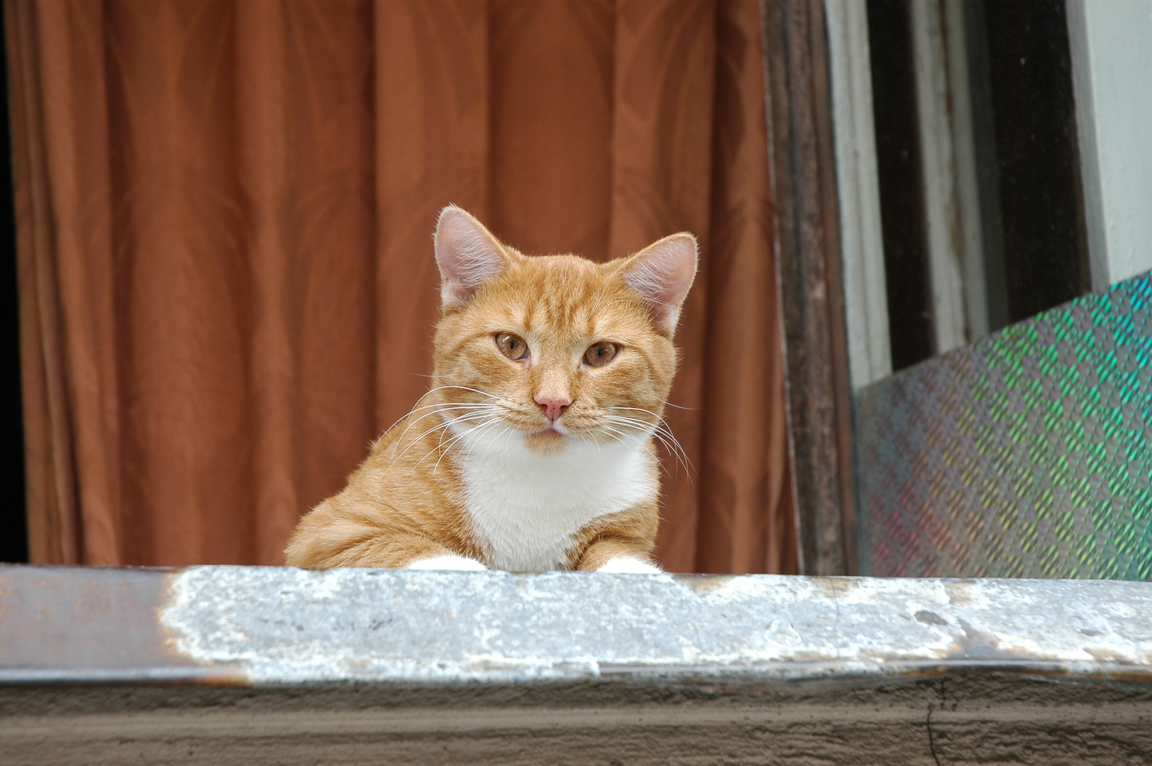 ein freundlicher Bürger Sankt Petersburgs...../ friendly inhabitant of Saint Petersburg...