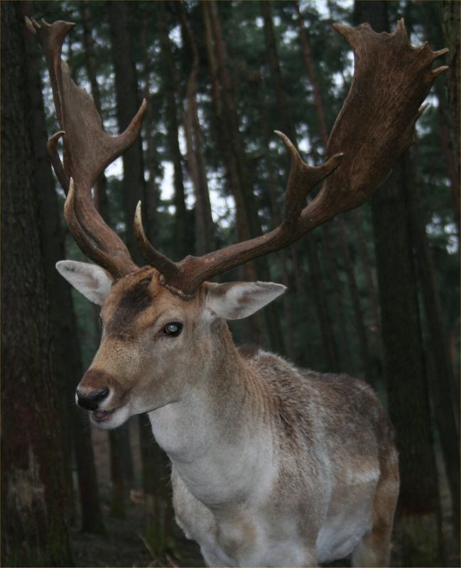 Ein freundlicher Hirsch guckt in die Kamera,..