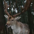 Ein freundlicher Hirsch guckt in die Kamera,..