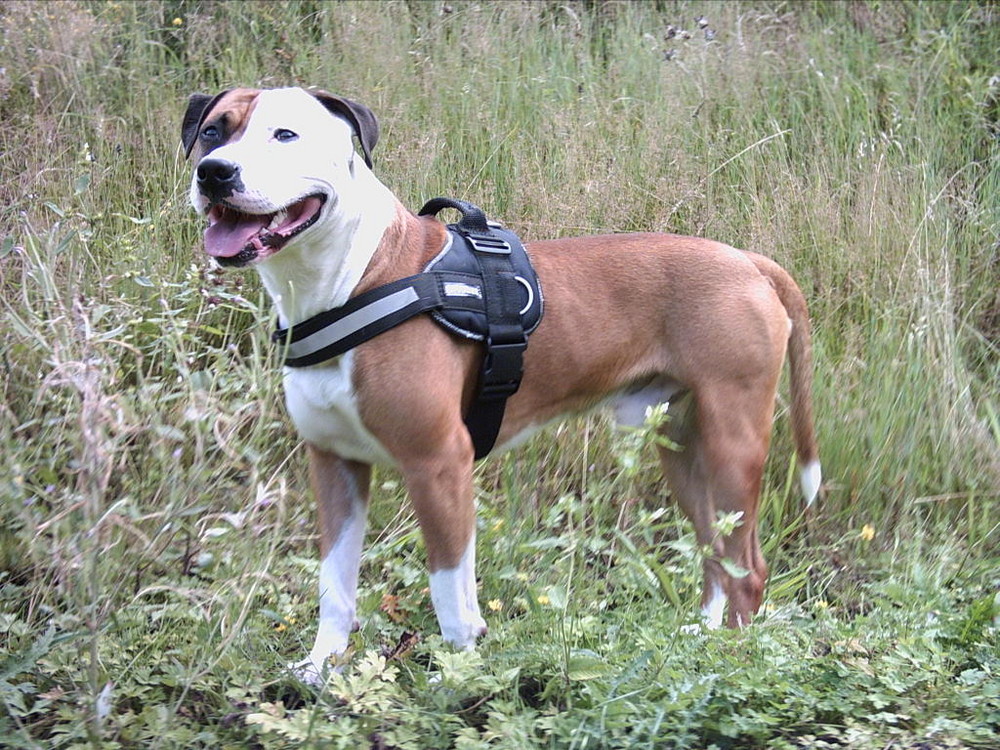 Ein freundlicher Hund hat stets ein Lächeln im Gesicht...