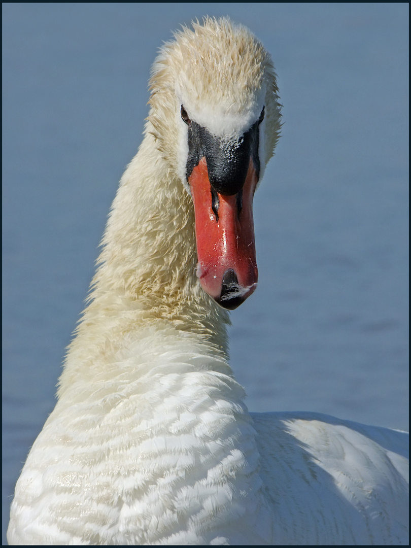 ein freundlicher Schwan