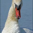 ein freundlicher Schwan