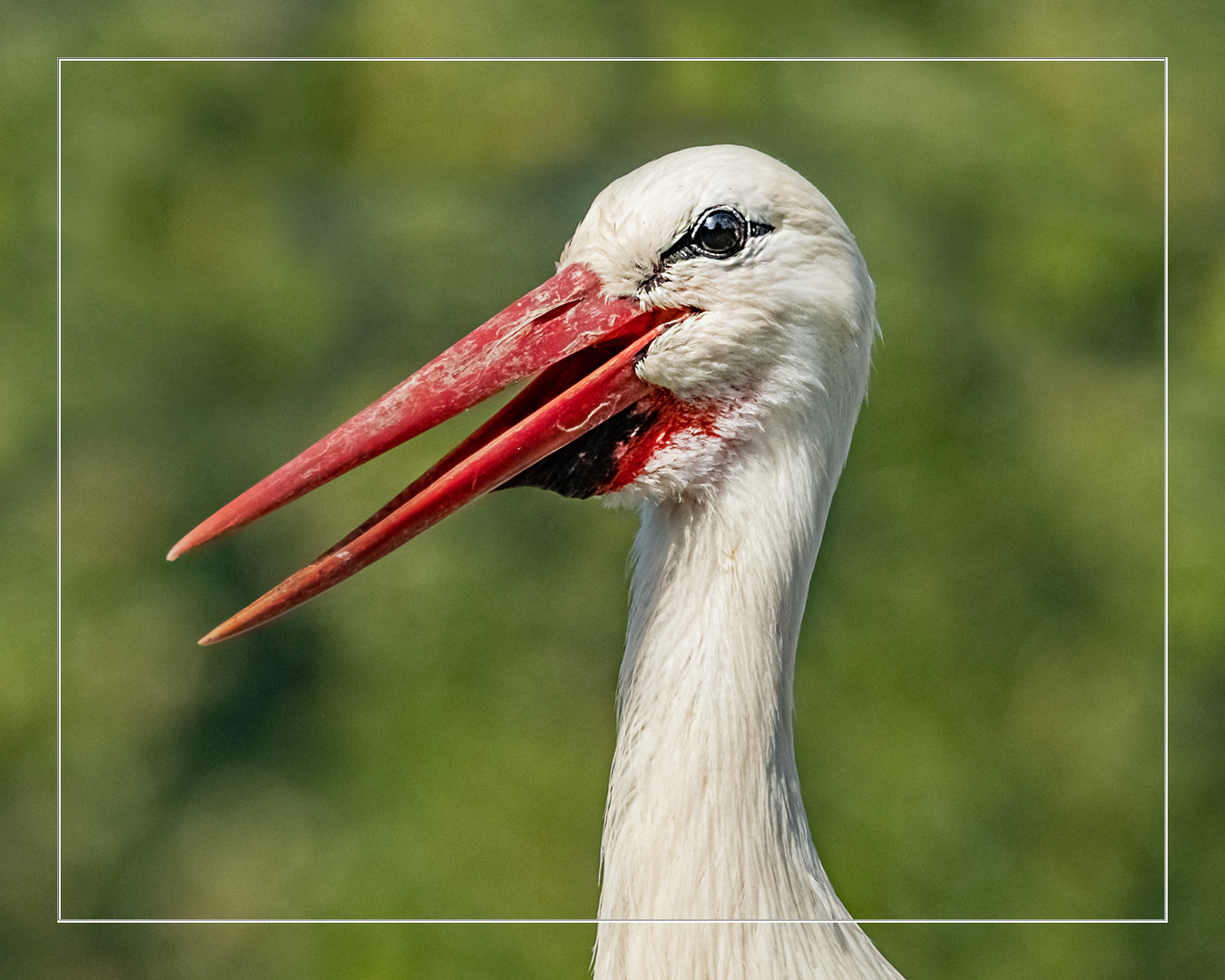 Ein freundlicher Storch