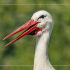 Ein freundlicher Storch