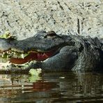 Ein freundliches Krokodil....