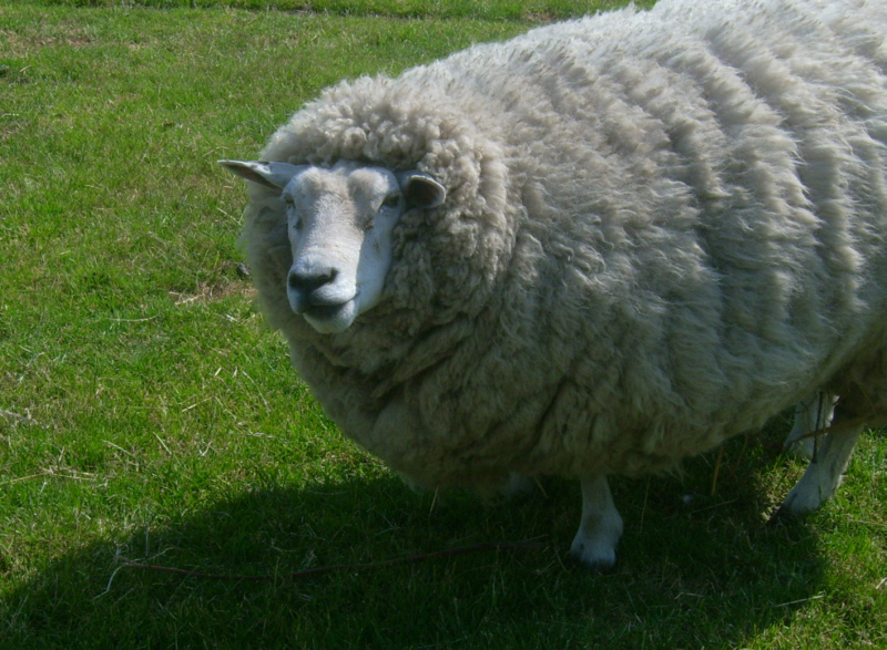 Ein freundliches Schaf