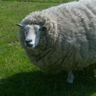 Ein freundliches Schaf