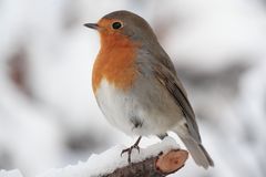 Ein frierendes Rotkehlchen