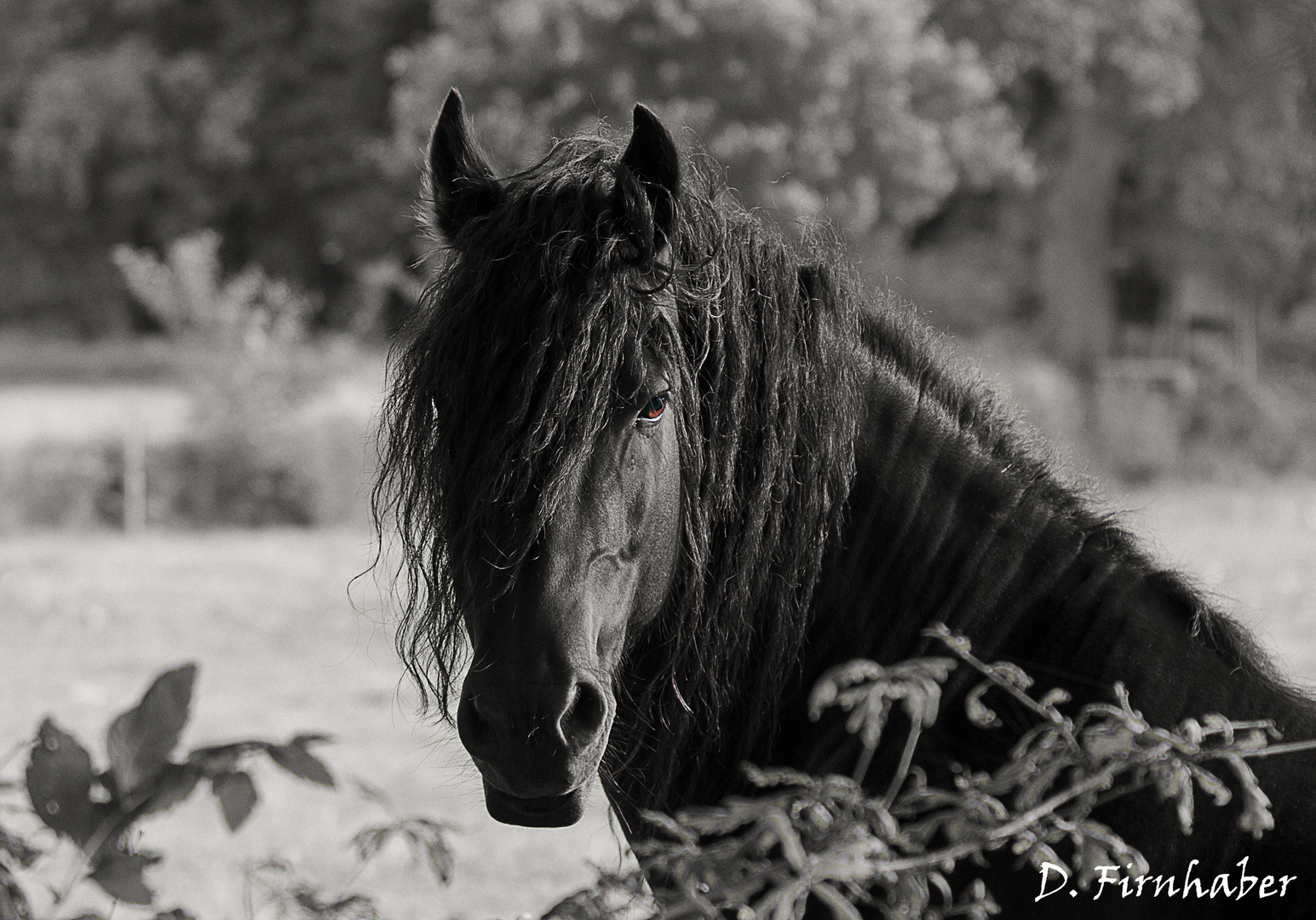 Ein Friese in Schwarz / Weiß