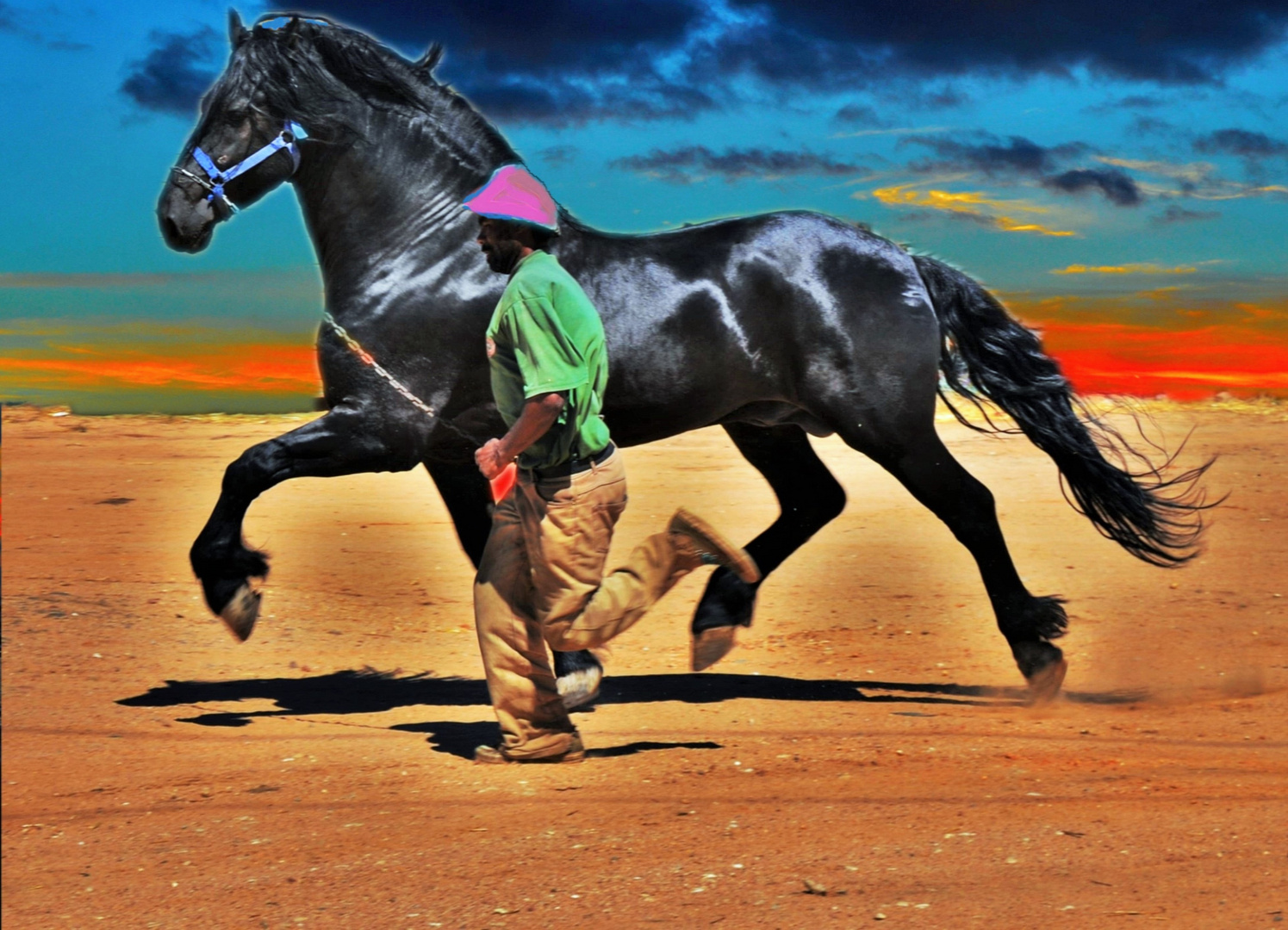 Ein Frieser Pferd beim Laufen in der Wüste von Südafrika