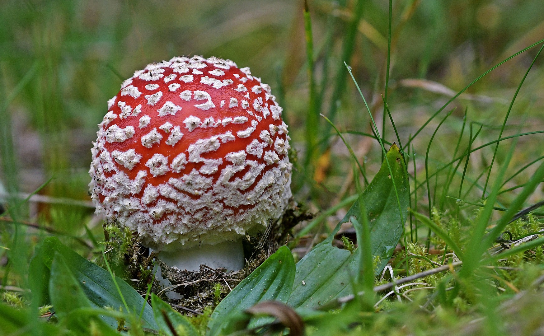 Ein frischer Fliegenpilz aus dem Hochschwarzwald