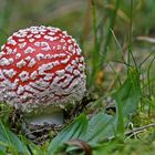 Ein frischer Fliegenpilz aus dem Hochschwarzwald