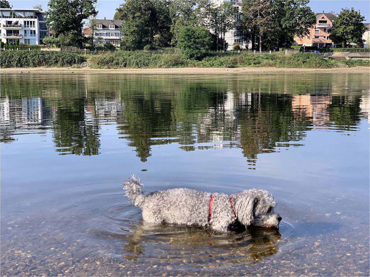 Ein frisches Bad in der Elbe