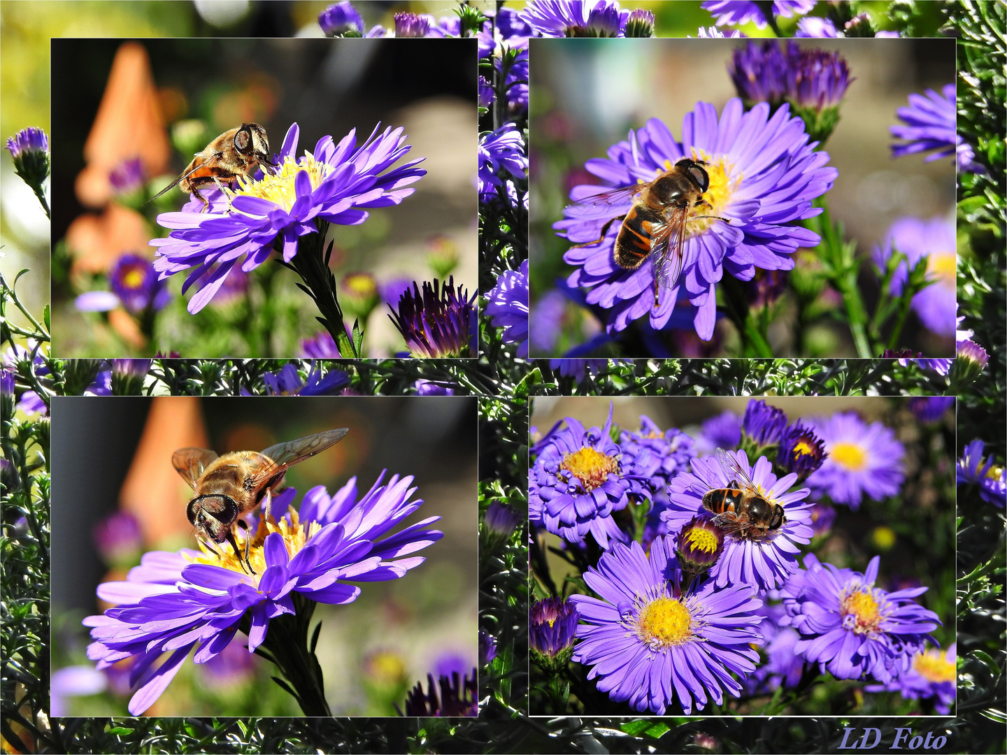 ein frisches Leckerchen im Garten