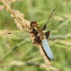 Ein frisches Männchen der Plattbauchlibelle (Libellula depressa)