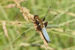 Ein frisches Männchen der Plattbauchlibelle (Libellula depressa)