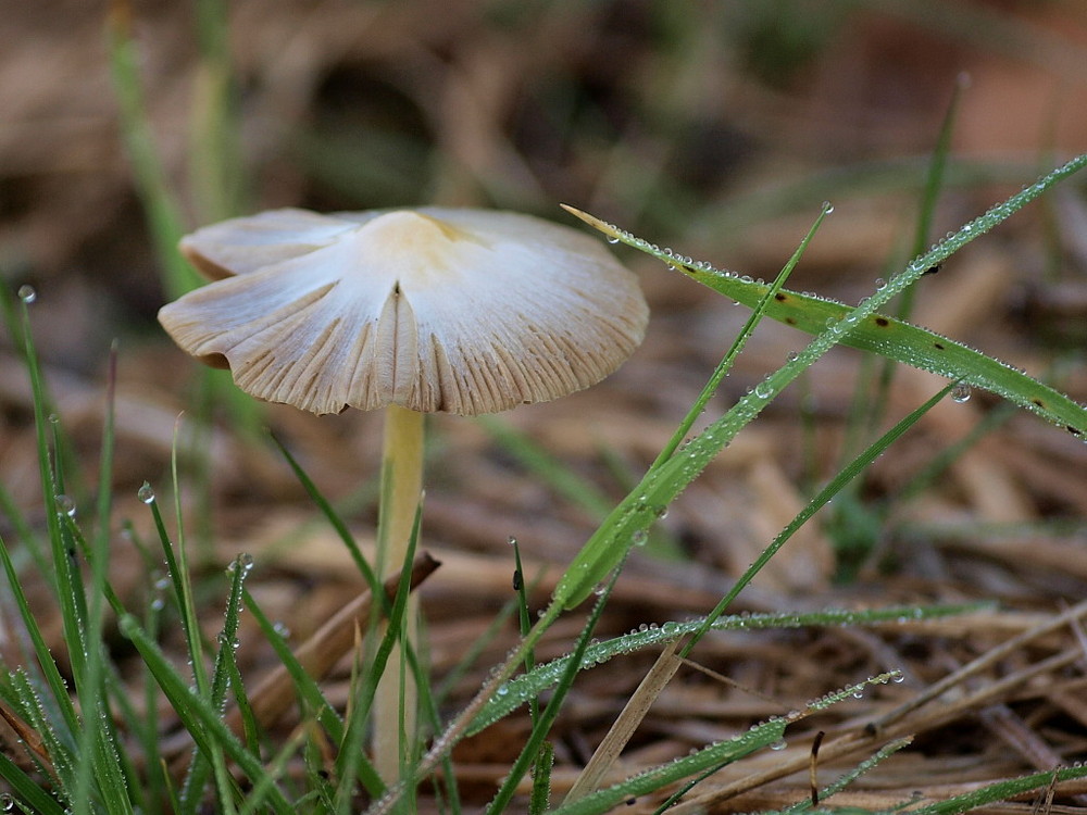 Ein (frisches) Pilz bitte !!!