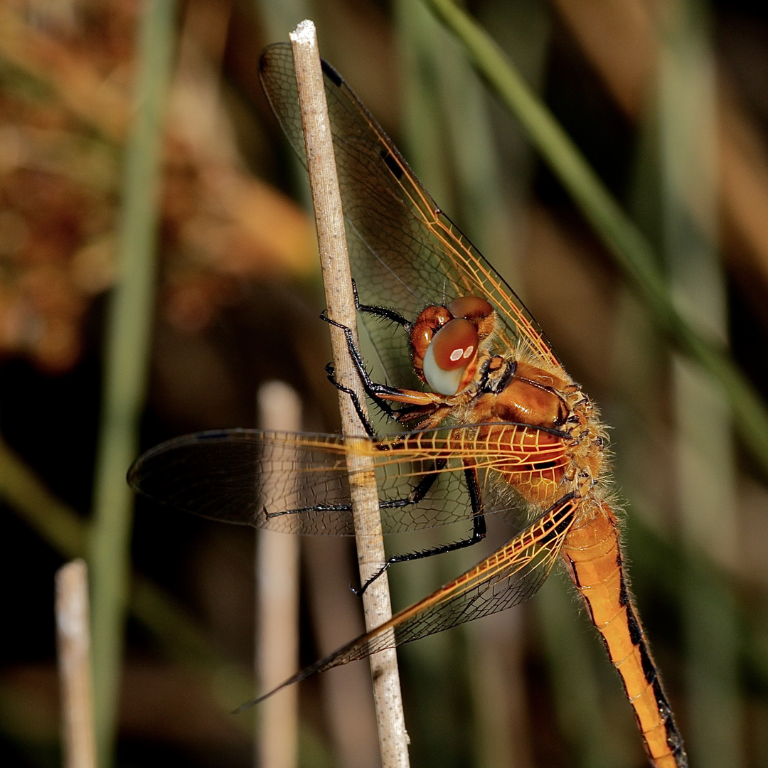 Ein frisches Weibchen der Zweifleck-Libelle (Epitheca bimaculata), Detailaufnahme