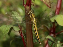 Ein frisches Weibchen des Großen Blaupfeils (Orthetrum cancellatum)